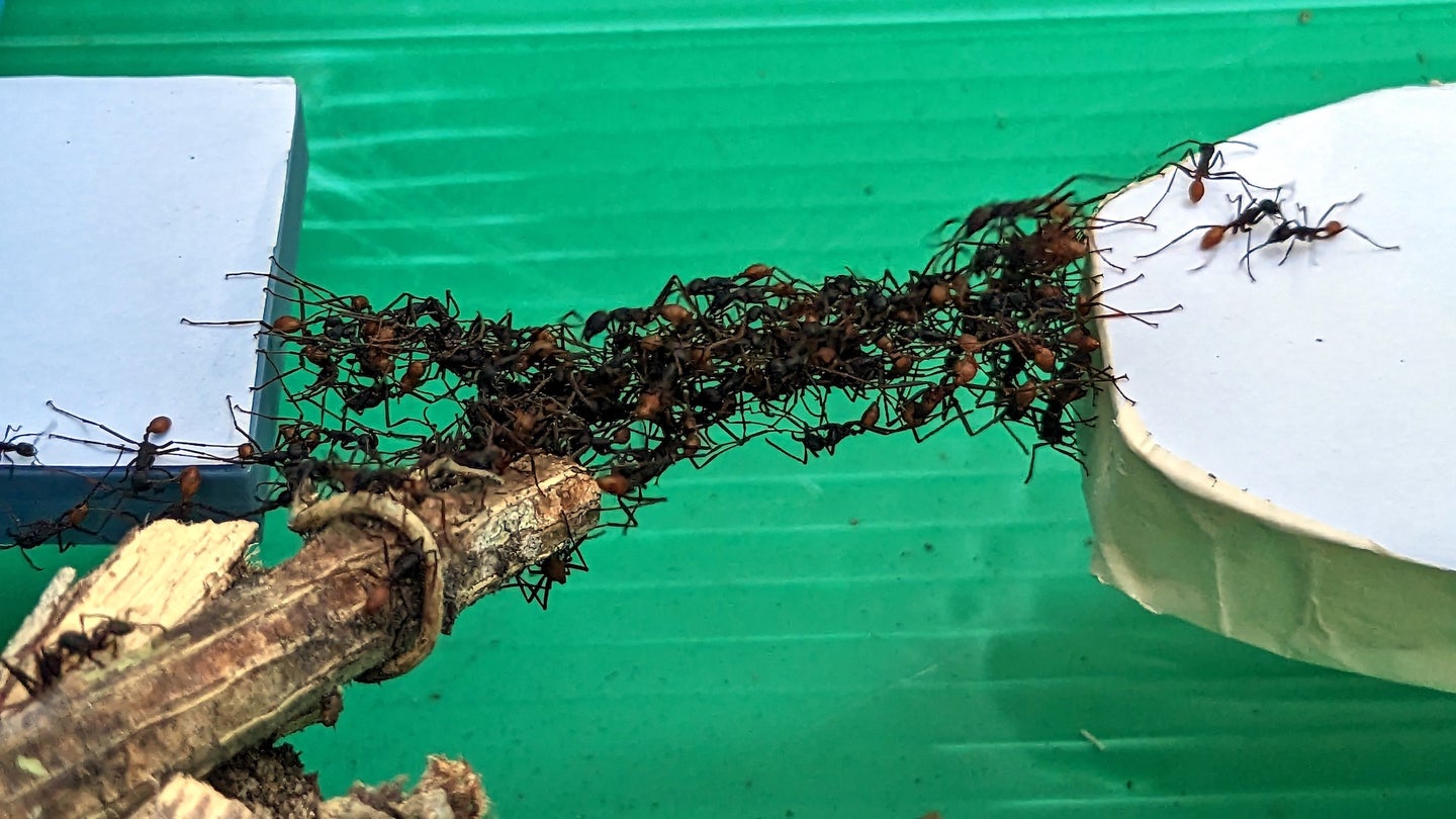Army ants building living bridge between two ledges in lab