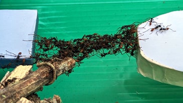 Army ants could teach robots a thing or two