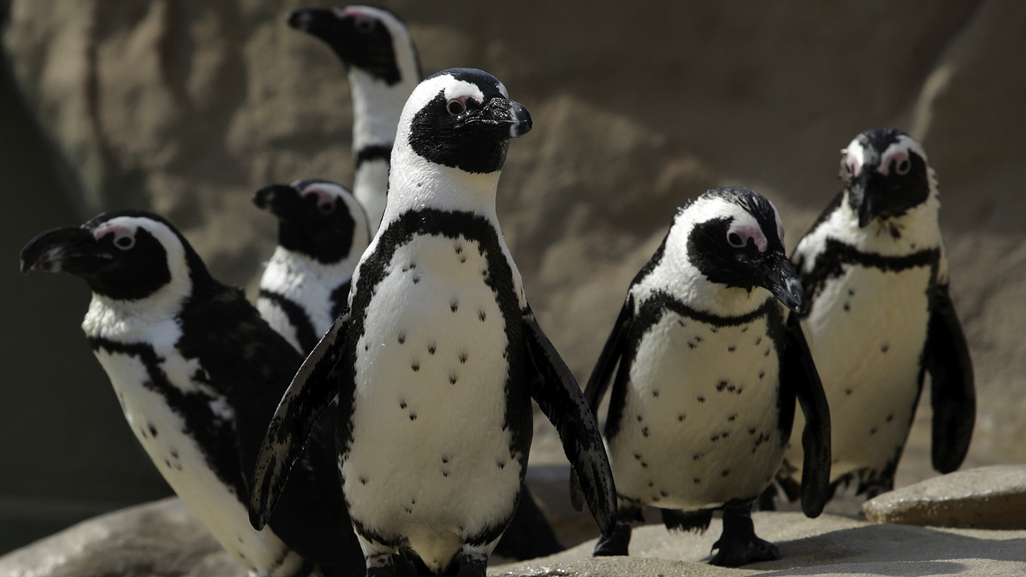 Six African penguins standing on a rock. They have white plumage with black dots arranged in individual patterns on their chests.